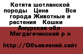 Котята шотланской породы › Цена ­ 40 - Все города Животные и растения » Кошки   . Амурская обл.,Магдагачинский р-н